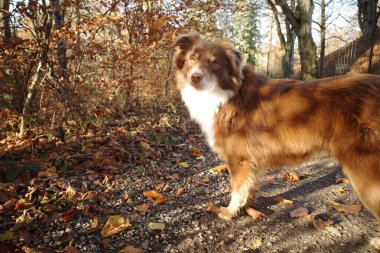 Güz yaprakları ve çakıllarla kaplı bir patikada duran güzel, kahverengi ve beyaz bir Avustralya çoban köpeği güneşli bir ormandaki kameraya bakıyor. Kempten 'de