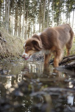 Şirin, kahverengi ve beyaz bir Avustralya çoban köpeği su içmek için bir su birikintisinden eğiliyor ya da arka planda uzun ağaçlar olan güneşli bir orman ortamında dereye dökülüyor..