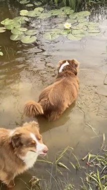 İki sevimli Avustralyalı çoban, tek bir beyaz nilüfer çiçeği olan yeşil nilüferlerle çevrili bulanık bir gölette durup serinliyor. Bir köpek kameraya bakarken, diğeri bakar.