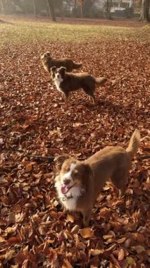 Üç Avustralyalı çoban köpeği, güneşli bir günde parktaki canlı sonbahar yapraklarından oluşan kalın bir halının arasında dikilip kameraya bakarlar..