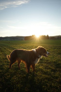 Canlı bir günbatımında yakalanan Avustralyalı bir çoban köpeği, yeşil bir tarlada duruyor, kafası yukarı eğilmiş, batan güneşin sıcak parıltısıyla çevrili uzak ağaçların üzerinde. Kempten 'de