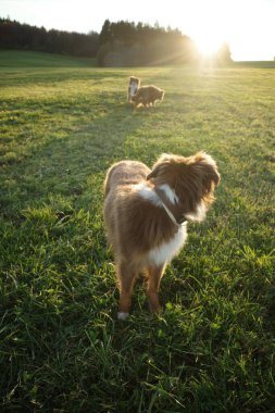Avustralyalı bir çoban köpeği çimenli bir tarlada duruyor, gün batımına doğru bakıyor. Arka planda diğer köpekler ve ağaçlar yer alıyor, sıcak, sade bir açık hava sahnesi çekiyorlar. Kempten 'de
