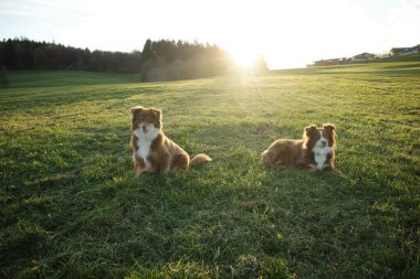 İki sevimli kahverengi ve beyaz Avustralyalı çoban canlı yeşil bir arazide güneşli bir öğleden sonra, arka planda bir orman hattı ve evler ile dinleniyorlar. Kempten 'de