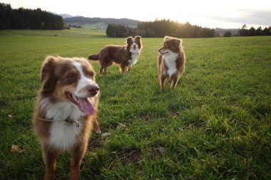 Üç Avustralya çoban köpeği, altın saat boyunca arka planda orman ve tepelerle dolu canlı yeşil bir çim tarlasında duruyorlar. Ön planda bir köpek havlıyor. Kempten 'de