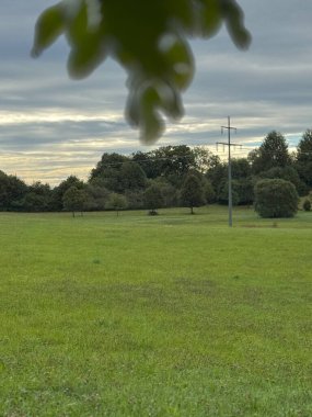 Arka planda ağaç olan çimen tarlası. Gökyüzü bulutlu ve çimenler yeşil