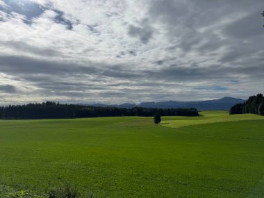 Ortasında yalnız bir ağaç olan büyük bir çim tarlası. Gökyüzü bulutlu ve güneş görünmüyor.
