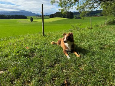 Kahverengi ve beyaz köpek bir tarlada çimlerin üzerinde yatıyor. Köpek sağa bakıyor.