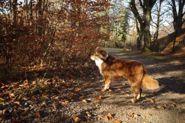 Güzel, kahverengi ve beyaz bir Avustralya çoban köpeği, güneşli bir parkta altın ve kahverengi sonbahar yapraklarıyla çevrili çakıllı bir yolda dikkatle durur. Kempten 'de