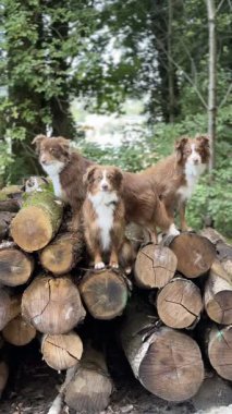Üç köpek bir odun yığınının üzerinde duruyor. Köpekler kahverengi ve beyazdır. Sahne neşeli ve neşeli.