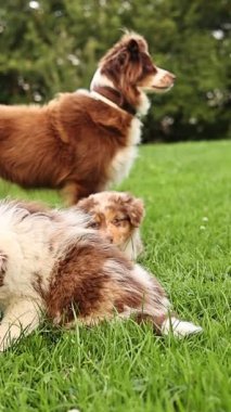 Kahverengi ve beyaz köpek çimlerin üzerinde yatarken arkasında başka bir köpek duruyor. Sahne huzurlu ve sakin.