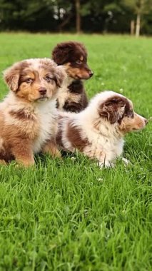 Üç köpek yavrusu çimlerin üzerinde oturuyor. Biri kahverengi ve beyaz, biri kahverengi ve siyah, diğeri kahverengi ve beyaz.