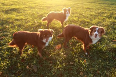 Üç kahverengi ve beyaz köpek otlak bir alanda duruyor. Köpekler kameraya bakıyor ve güneşli günün tadını çıkarıyor gibi görünüyorlar.
