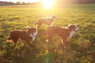Üç köpek bir tarlada duruyor, güneşin tadını çıkarıyorlar. Köpekler kahverengi ve beyaz, mutlu ve rahat görünüyorlar.
