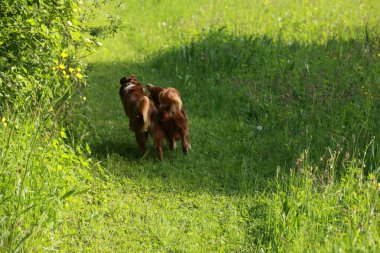 Çimenli bir arazide koşan iki köpek. Köpekler kahverengi ve beyazdır. Çimler yemyeşil ve yemyeşil. .