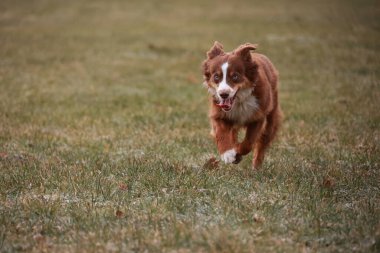 Kahverengi ve beyaz bir köpek tarlada koşuyor. Köpeğin kırmızı bir yakası var ve ağzında kırmızı bir top var. Sahne huzurlu ve neşeli, köpek dışarıda eğleniyor.. .