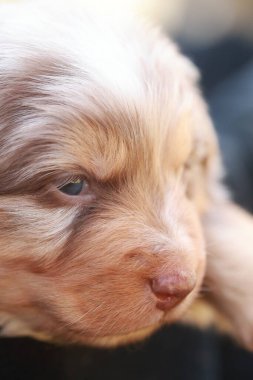 Kahverengi beyaz ceketli köpek yavrusu kameraya bakıyor. Yavrunun siyah bir burnu var ve siyah bir yüzey üzerinde oturuyor.