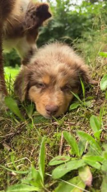 Çok sevimli, uykulu küçük bir köpek yavrusu canlı yeşil çimenlerin arasına yerleşmiş, doğal temalı projeler için ideal.