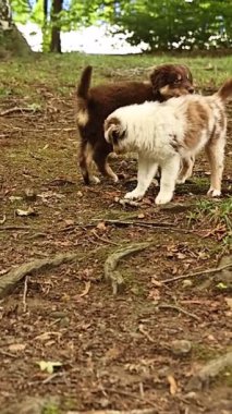 İki köpek çamurda oynuyor. Biri kahverengi ve diğeri beyaz. Kahverengi köpek beyaz köpeğe bakıyor.