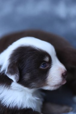 A puppy with a blue eye is laying on a blue surface. The puppy is brown and white