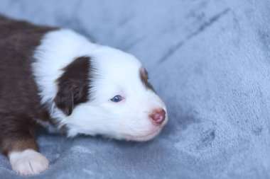 A puppy with a blue eye is laying on a grey blanket. The puppy is brown and white