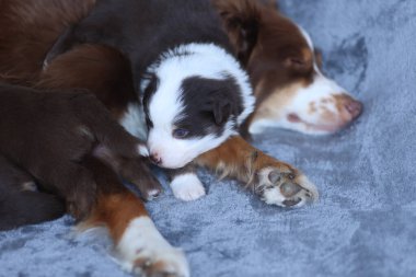A small brown and white dog is laying on a blue blanket next to a larger dog
