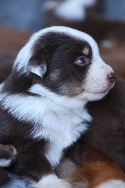 A puppy with a blue eye is laying on a bed. The puppy is brown and white