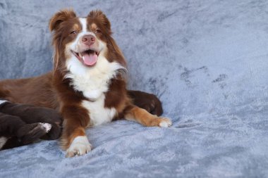 A brown and white dog is laying on a couch. The dog is smiling and he is happy