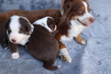 A mother dog is laying on a blanket with her two puppies. The puppies are brown and white