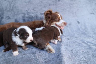Three dogs are laying on a grey blanket. One of the dogs is a puppy