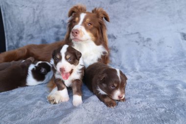 Bir anne köpek ve üç yavrusu battaniyenin üzerinde yatıyor. Yavrular kahverengi ve beyazdır, anne köpek de kahverengi ve beyazdır. Sahne sıcak ve samimi.