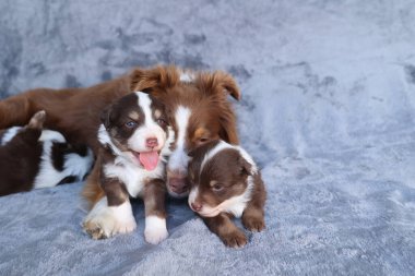Bir anne köpek ve üç yavrusu battaniyenin üzerinde yatıyor. Sahne sıcak ve sevgi dolu. Yavrular annelerine hayranlıkla bakıyor.