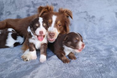 Üç köpek yavrusu bir battaniyenin üzerinde yatıyor, biri pembe burunlu bir köpek yavrusu. Yavruların hepsi kahverengi ve beyaz ve birbirlerine eşlik etmekten zevk alıyor gibiler.