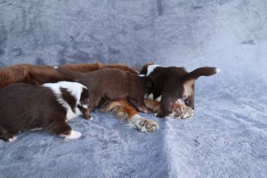 A group of puppies are laying on a grey carpet. One of the puppies is nursing. The puppies are all brown and white