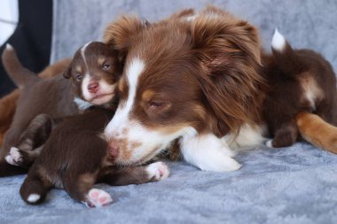 Bir anne köpek yavrularıyla birlikte bir kanepede uzanıyor. Yavrular kahverengi ve beyaz.