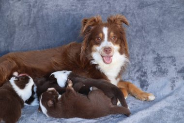 Kahverengi ve beyaz bir köpek yavrularıyla birlikte bir kanepede uzanıyor. Anne köpek kameraya bakıyor ve çok mutlu.