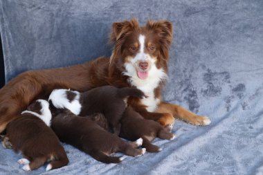 A mother dog is laying on a couch with her puppies. The scene is warm and loving, with the mother dog providing for her young