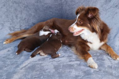 A mother dog is laying on a bed with her puppies