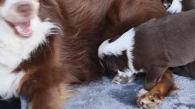 Anne bir köpek yavrularını emziriyor. Yavrular kahverengi ve beyaz.