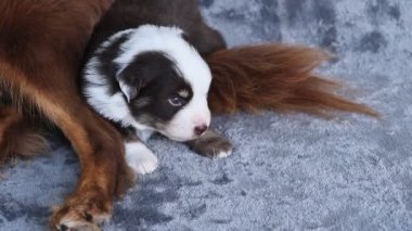 Kahverengi ve beyaz bir köpek mavi bir halıda yatıyor. Köpek kameraya bakıyor.