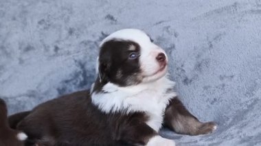 Küçük bir köpek yavrusu gri bir kanepede yatıyor. Yavru köpek kahverengi ve beyaz