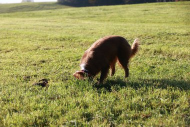 Kahverengi köpek çimen tarlasında toprağı kokluyor. Köpek bir şey arıyor gibi görünüyor, muhtemelen küçük bir hayvan ya da gömülü bir nesne. Huzurlu ve huzurlu bir sahne.. .