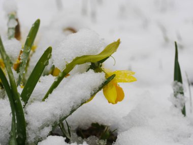 Karla kaplı sarı çiçek. Kar çiçekleri ve toprağı kaplıyor.