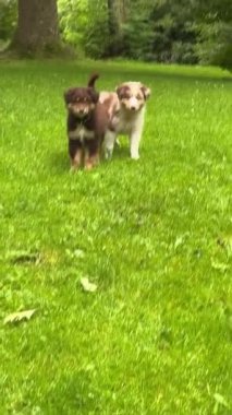 İki canlı ve enerjik köpek, manzaralı bir parkın yemyeşil çimlerinde neşeli bir anın tadını çıkarıyorlar.