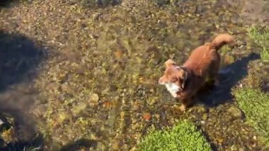 Şirin kahverengi ve beyaz bir köpek, temiz suyla sığ bir derede duruyor, sola bakıyor. Güneş, suyun yüzeyinde gölgeler yaratır. Tıpkı bir kaya gibi..