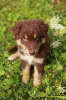 Kahverengi ve beyaz köpek bir çimen tarlasında oturuyor. Köpek tuhaf bir ifadeyle kameraya bakıyor.
