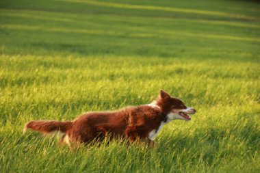 Kahverengi ve beyaz köpek bir çimen tarlasında koşuyor. Köpek mutlu ve enerjik, çimenler yemyeşil.. .