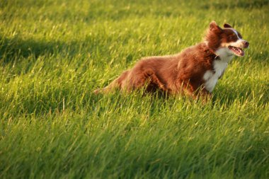 Kahverengi ve beyaz köpek bir çimen tarlasında koşuyor. Köpek sağa bakıyor ve keyfine bakıyor.. .