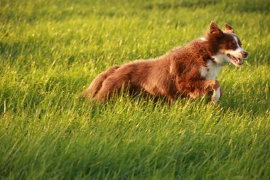 Kahverengi ve beyaz köpek bir çimen tarlasında koşuyor. Köpek tarlanın ortasında ve o eğleniyor.. .