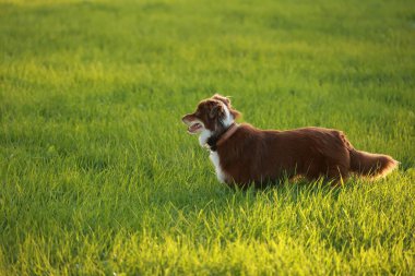 Kahverengi ve beyaz köpek yeşil bir alanda duruyor. Köpek kameraya bakıyor ve merak ediyor.. .