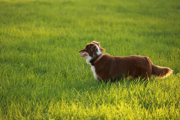 Kahverengi ve beyaz köpek yeşil bir alanda duruyor. Köpek kameraya bakıyor ve merak ediyor.. .